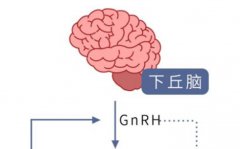中国人赴海外生育：美国试管婴儿之旅的深度解析