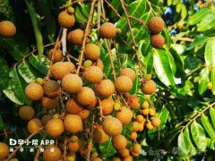 囊胚移植后吃龙眼并不可怕，适量食用还有助于安胎