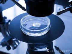 实验室培育出的5天囊胚可以分辨是男是女吗？