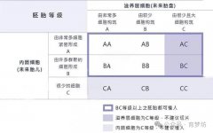试管婴儿胚胎级别大揭秘！优质胚胎养成攻略