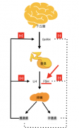FSH：女性生育健康的关键一环